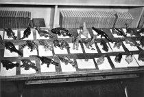 Sargent class dinos 1954